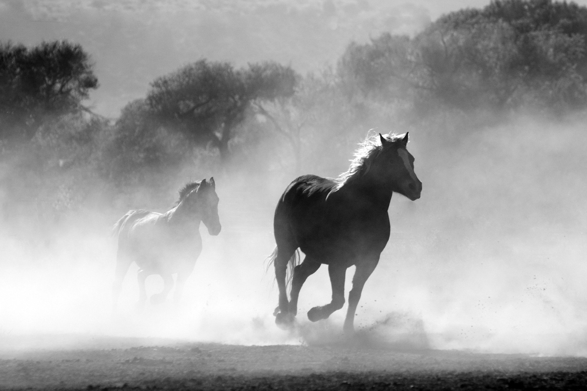 Clydesdale Horse running